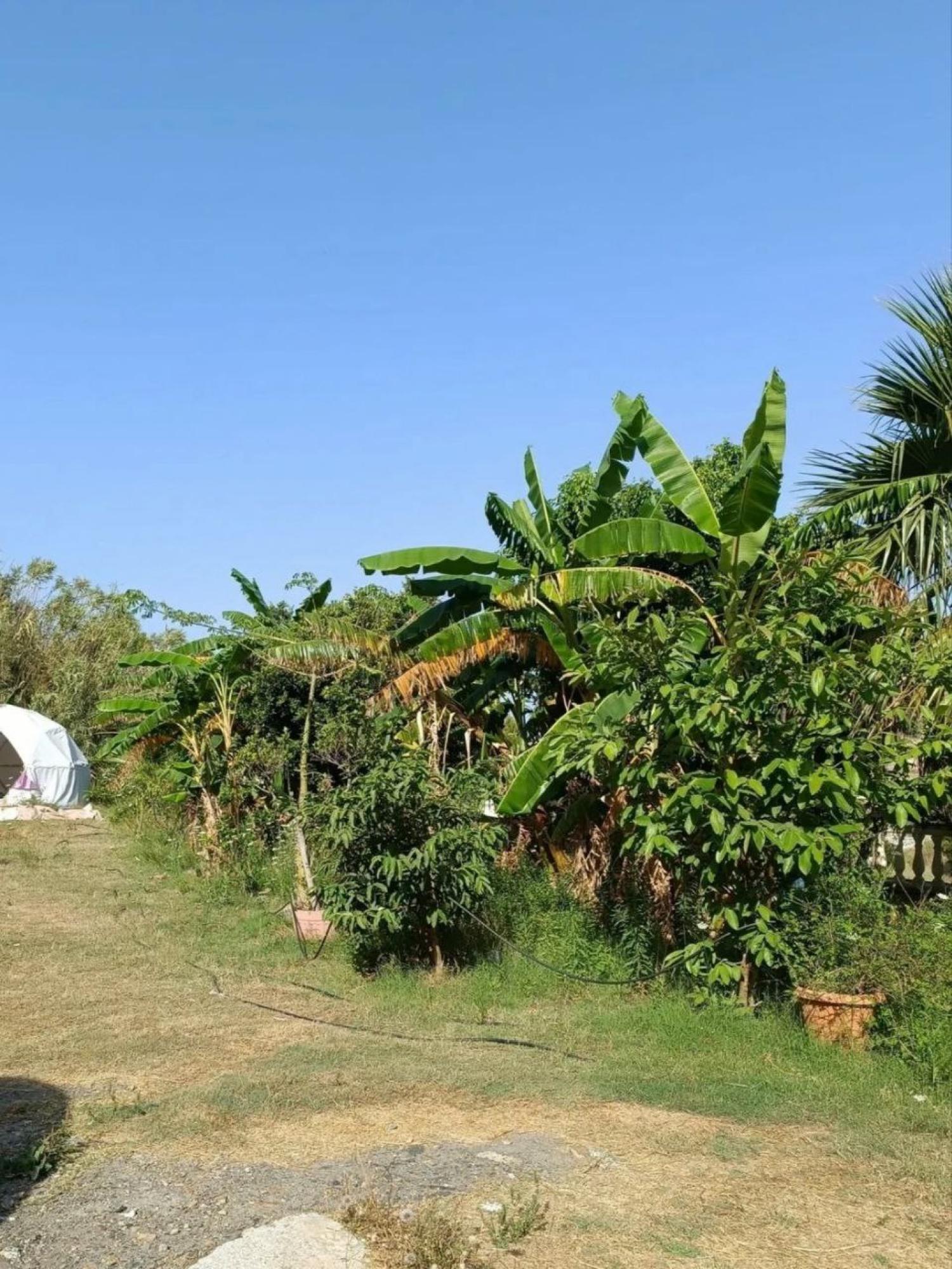  à vendre maison de campagne Motril Costa Tropical 27