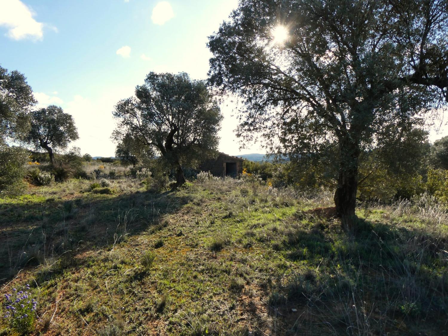  à vendre maison de campagne Fabara Bajo Aragón-Caspe 22