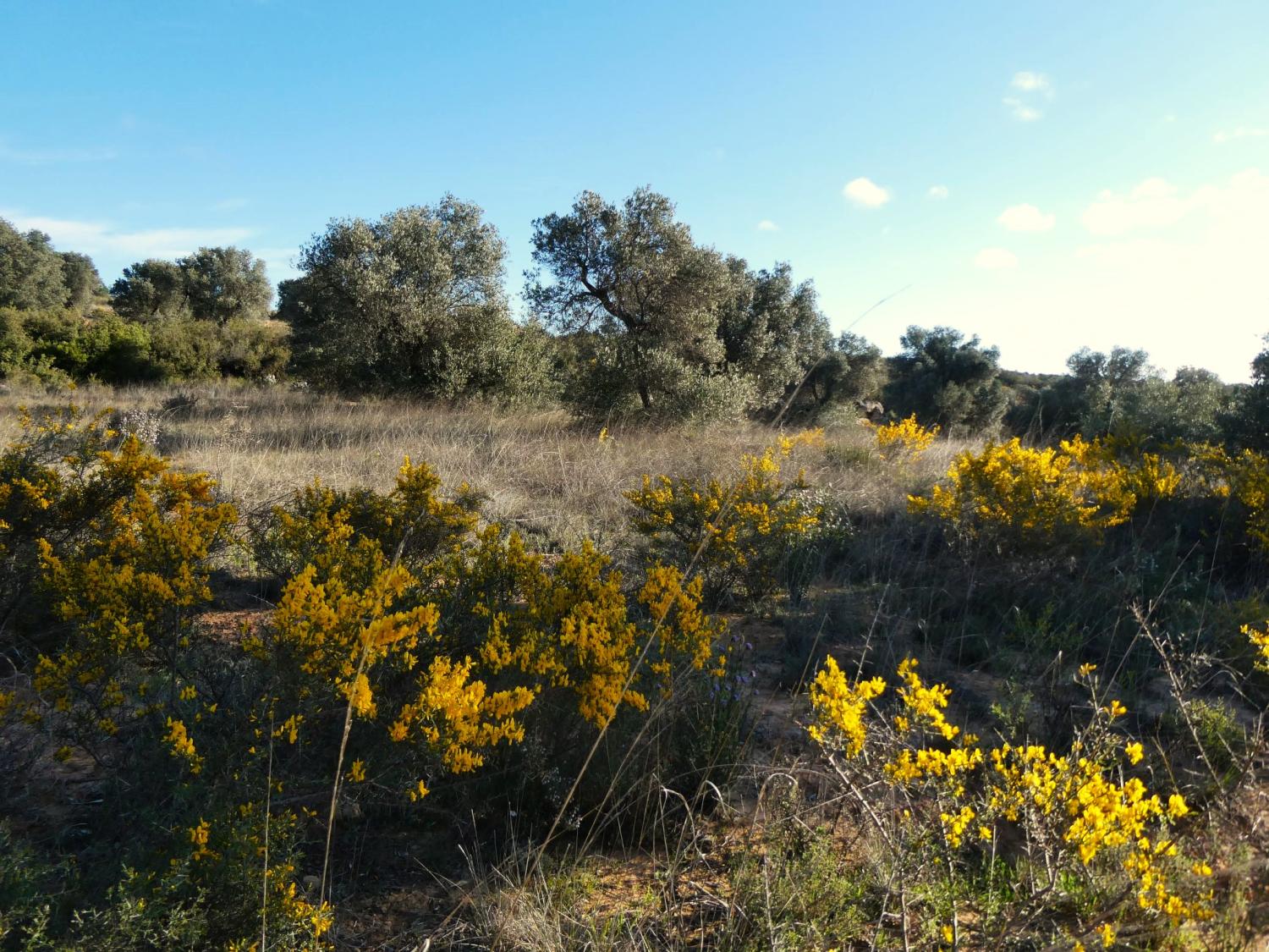  à vendre maison de campagne Fabara Bajo Aragón-Caspe 17